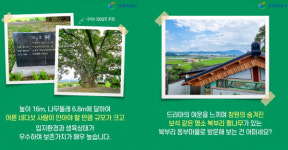 ‘우영우 팽나무’ 창원에 있어요…관광객 유치전