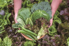 고려 때부터 온갖 잎사귀 싸 먹은 ‘쌈의 민족’