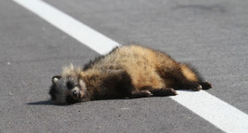 동물 찻길 사고 잦은 부산 강서구 공항로에 안전  장비 설치