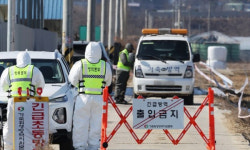 하동 오리농장 고병원성 AI 확진