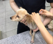 5일부터 동물병원의 주요 진료비 사전 고시 의무화