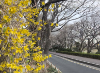 [60초 뉴스]부산 ‘벚꽃’ 얼마나 폈나...이미 만개한 곳도 있어