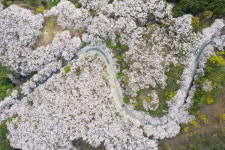 벚꽃 이불 덮은 황령산