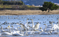 낙동강 하구 20년 살폈다, 을숙도 고니 주요 서식지 됐다
