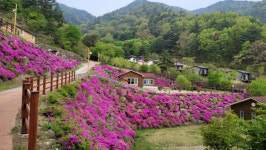 “반려동물과 자연휴양림서 함께 잠자고 산책 다녀요”