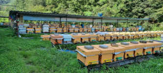 방제·증식 효과 봤나… 경남 양봉농가 꿀벌 사육 90%까지 회복