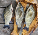 [조황] 장마철 특수…홍도 60㎝ 농어 손맛