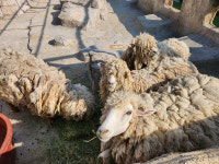 ‘동물 학대’ 논란 김해 부경동물원 결국 문 닫았다