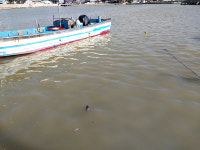 골프장서 떠내려온 토사로 뒤덮인 기장 동백항