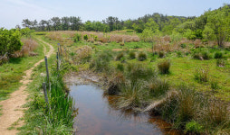 부산 반딧불이 최대 서식지 장산습지 람사르 습지로 등록하자