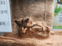 [60초 뉴스]제2 의 ‘바람이’ ‘세로’ 안 나올까…동물원·수족관 허가 없이 운영 불가능