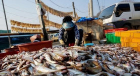 더 먹기 힘들어지는 도루묵… 어획량 4년 전보다 84% 줄어