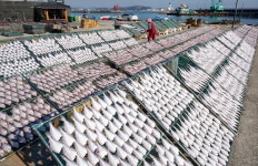 “해풍에 잘 말라라” 칠암 겨울 풍경