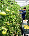 짭짤이토마토, 수익도 짭짤…대저 청년농부 70명 늘었다