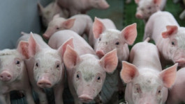 가축 분뇨 73%가 돼지·한우·육우 농장에서 나와