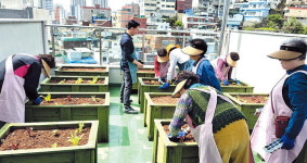 부산 동구치매안심센터, 치유농업 시범사업