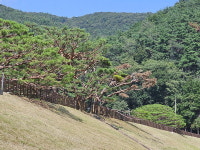 법기수원지 명물 ‘반송 7형제’ 6형제 될 우려