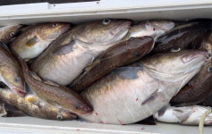 [조황] 동해권은 왕대구, 남해권은 돔 ‘입질’