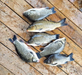 [조황] 둔치도 30cm넘는 월척붕어 입질