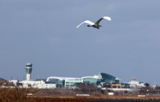 무안·김해 공항 조류예방위에 조류전문가가 없다
