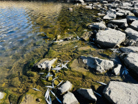 거제 고현천에서 청어 수천 마리 떼죽음, 물 위로 떠올라