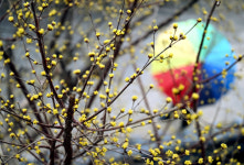 식목일인 5일 전국에 반가운 단비 내린다