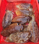 [조황] ‘제주 한림항’ 무늬오징어 입질