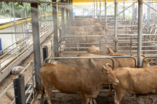 소 63마리 굶어 죽게한 30대 농장주 구속영장