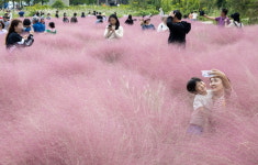 대저생태공원의 가을은 ‘핑크’