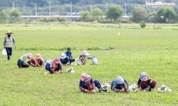 가을맞이 잡초 제거