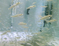 양식·가공·소재 아우른 ‘블루푸드 전쟁’…부산 독보적 위치