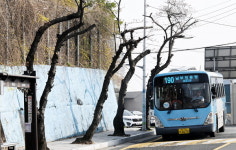 개화 앞두고 무리한 가지치기…뼈대만 남은 산복도로 벚나무