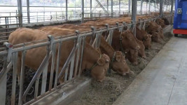 전북도, 축산농가 사료 구매 자금 246억 지원