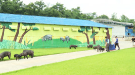 우리흑돈 국내 재래돼지 우수성 물려받아