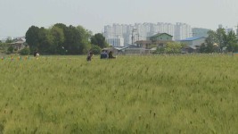 군산 꽁당보리축제 개막..추억의 보리밭으로