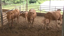 한우 키울수록 손해봐요..사료비는 오르고 가격은 내리고