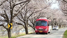 만경강변 벚꽃길 따라..마을버스 특별 노선 운행