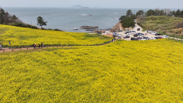 부안 수성당 유채꽃 만개...5월 초까지 절정