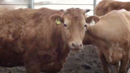 전북도, 구제역 예방 위해 백신접종 확인 검사 추진