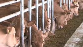 스마트 기술 활용 축산 참여 농가 모집