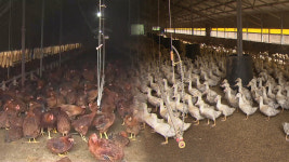 올겨울 전북 첫 고병원성 AI.. 남원 종계농장 비상 방역