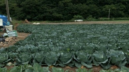 가격 폭락 전남 지역 겨울 양배추 75㏊ 산지 폐기