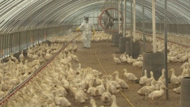 전남도, 민관 합동 고병원성 AI 집중 소독