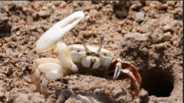 목포 고하도서 멸종위기종 흰발농게 서식 확인
