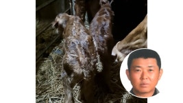 무안 축산농가서 2년 연속 쌍둥이 송아지 출산