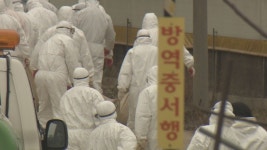전남 무안·영암 가금농장서 AI항원 잇따라 검출
