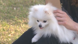 광주광역시, 동물보호소 동물 입양시 입양비 지원한다