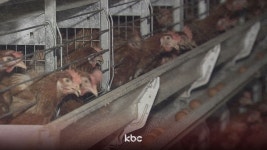 양계장 화재로 닭 7만여 마리 떼죽음