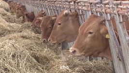 축사시설현대화 저리 융자 지원사업 26일까지 신청하세요!