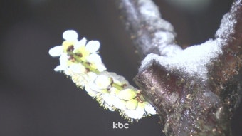 '춘분' 앞두고 전국에 봄비..강원 지역엔 최대 20cm 봄눈